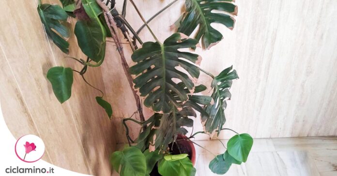 come-far-arrampicare-monstera