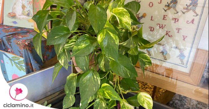 come-infoltire-pothos