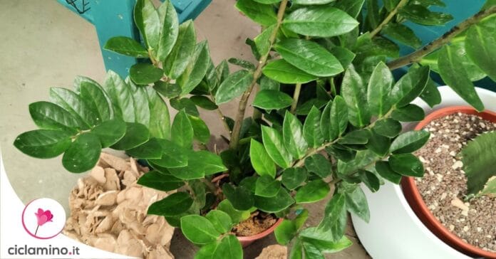 come-innaffiare-zamioculcas
