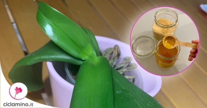 come-nutrire-foglie-orchidea