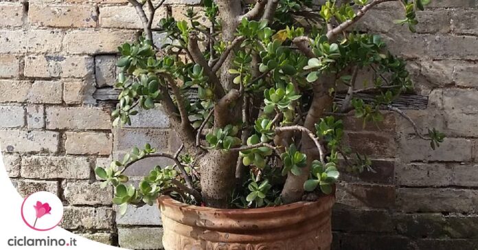 come-potare-albero-giada