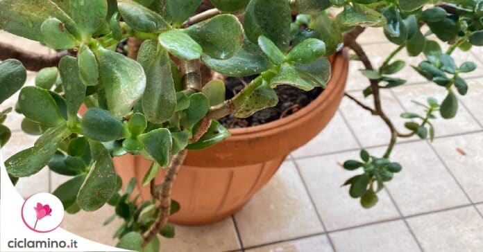 crassula-foglie-che-cadono