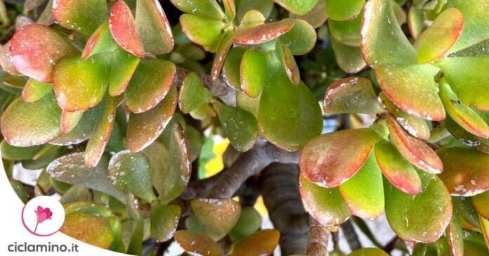 crassula-giada-macchie-bianche