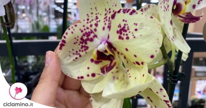 curare-orchidea-novembre