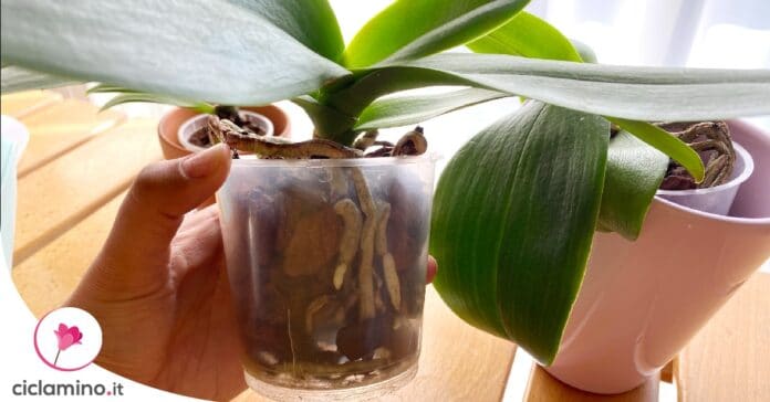 curare-orchidea-riposo