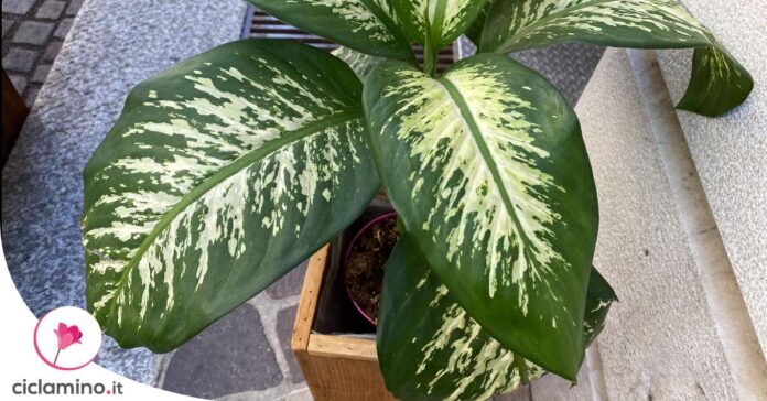 dieffenbachia-errori-cura