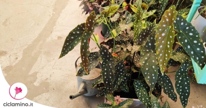 dove-mettere-begonia-maculata