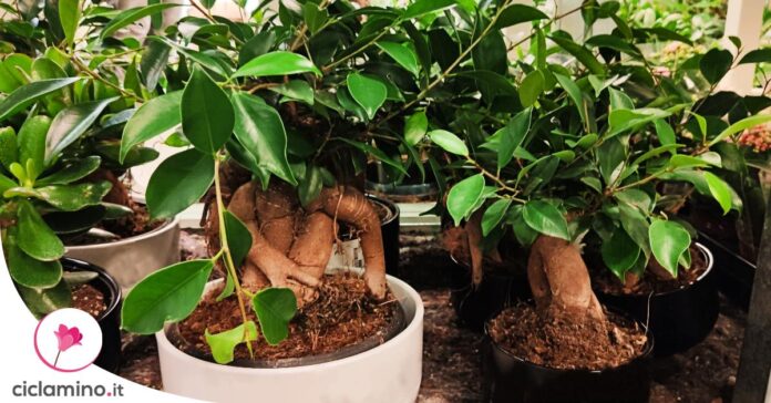 dove-mettere-ficus-ikea