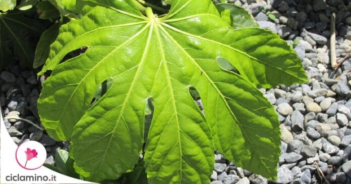 aralia-fatsia