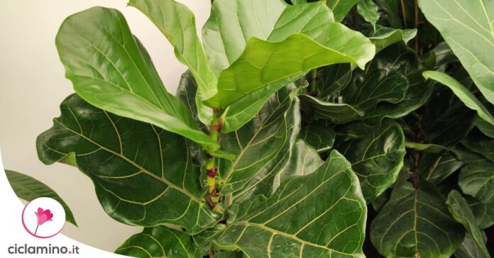 ficus-lyrata-foglie-cadono