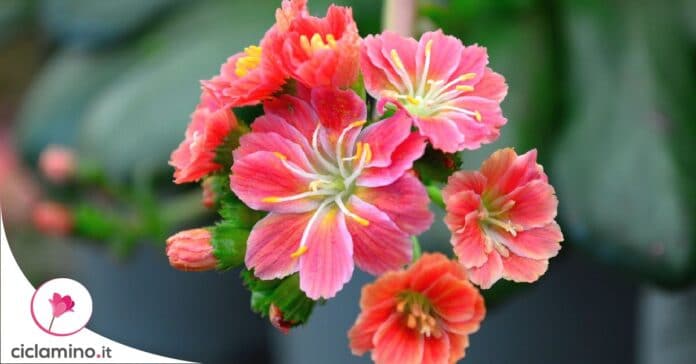 lewisia-non-fiorisce