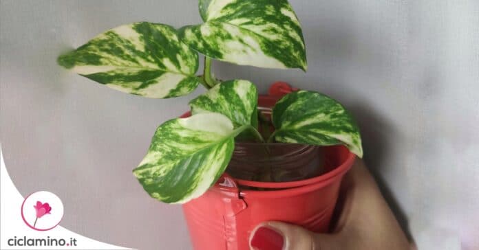 moltiplicare-pothos-acqua
