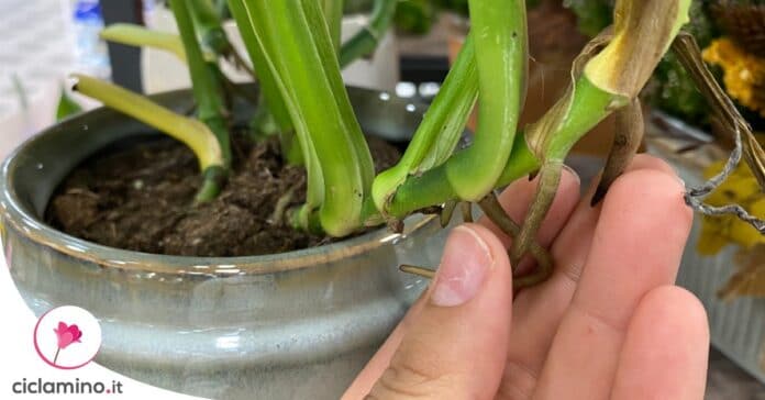 monstera-radici-fuori-vaso