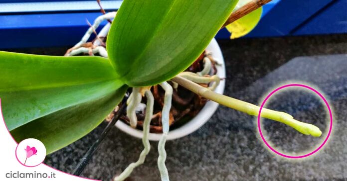 orchidea-stelo-non-cresce