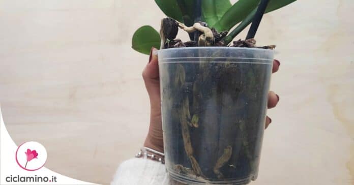 orchidea-vaso-trasparente