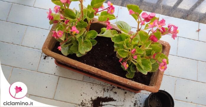 perche-fiori-begonia-cadono