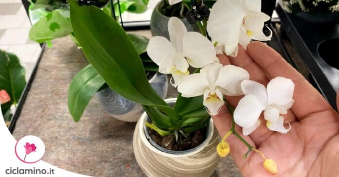 perche-orchidea-si-chiama-phalaenopsis