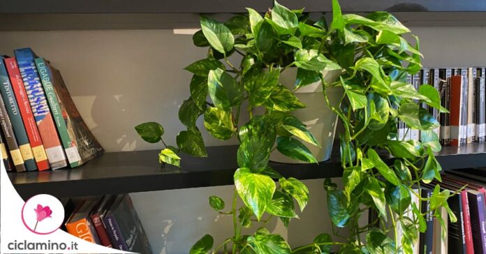 perche-pothos-appassisce