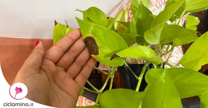 pothos-macchie-marroni