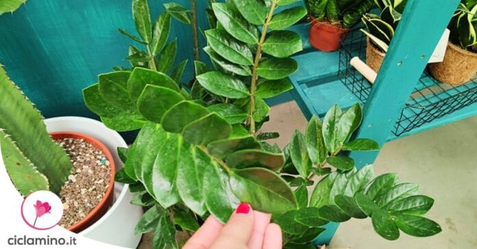 pulire-foglie-zamioculcas
