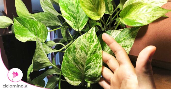 quali-pothos-si-arrampicano-meglio