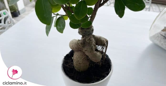 quando-rinvasare-ficus-bonsai