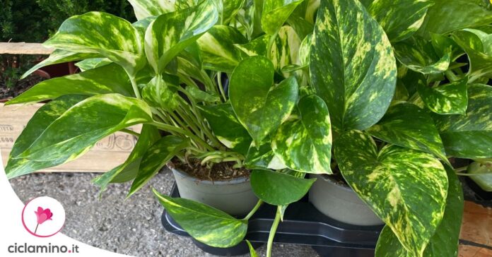 quanto-innaffiare-pothos