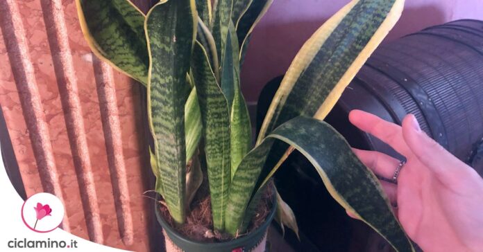 sansevieria-sofferente