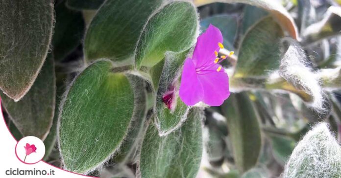 tradescantia-pelosa
