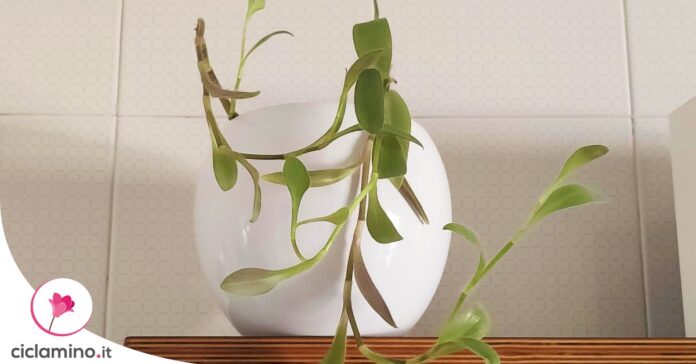 tradescantia-verde