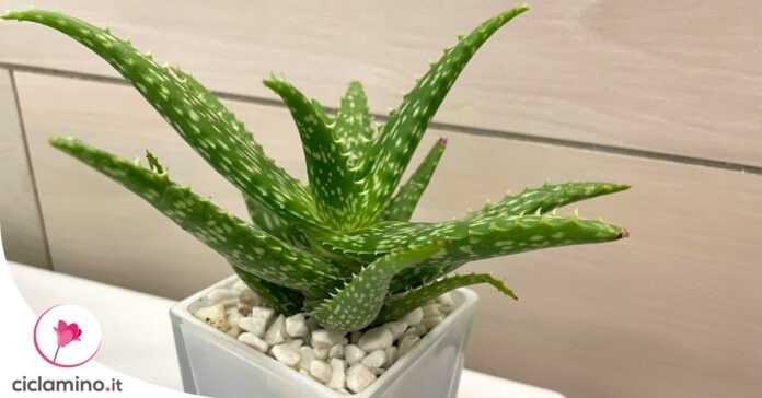 varieta-aloe