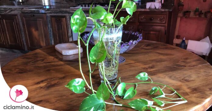 coltivare-pothos-acqua-per-sempre