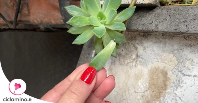 come-moltiplicare-echeveria-foglia