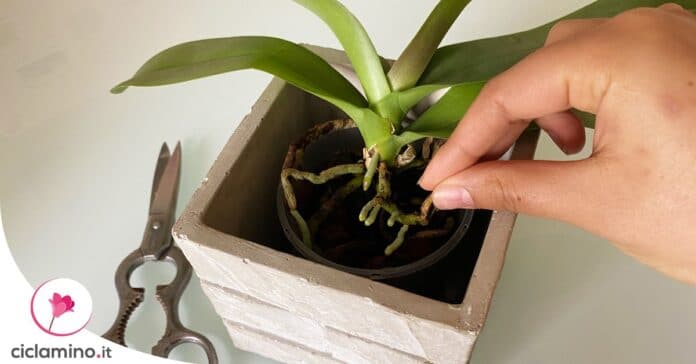 come-potare-orchidea