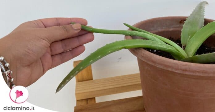come-riconoscere-aloe-vera