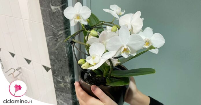 curare-orchidea-in-bagno
