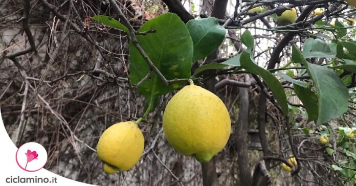 curare-pianta-limone