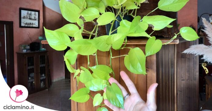curare-pothos-neon
