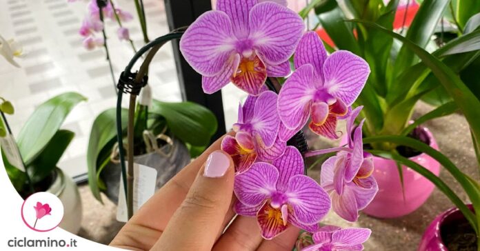 curiosita-orchidea-phalaenopsis