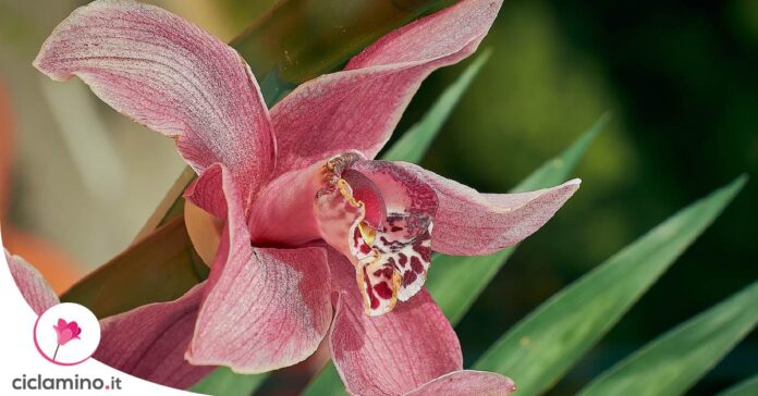 cymbidium-orchidea-fiorisce-freddo