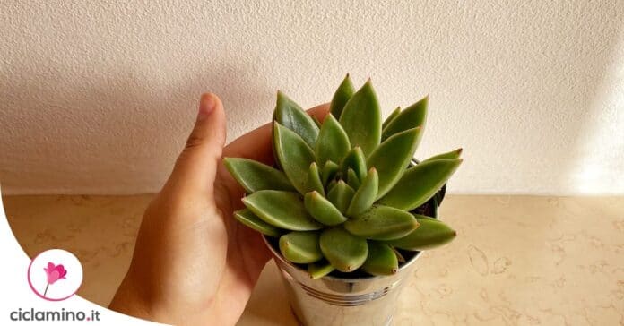 echeveria