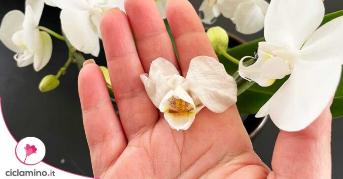 fiori-orchidea-cadono