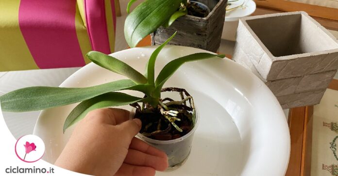 innaffiare-orchidea-metodo-immersione