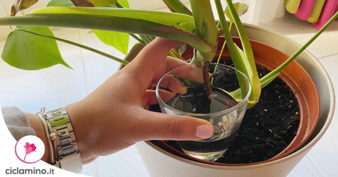 moltiplicare-monstera-radici-in-acqua