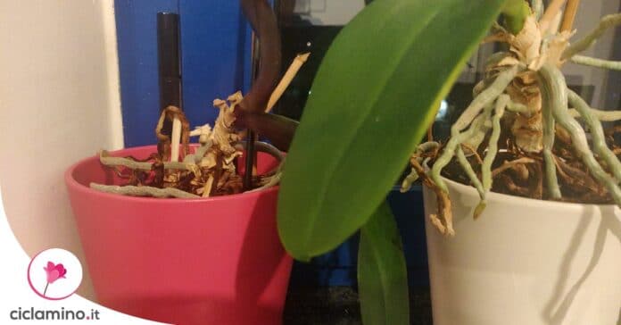 orchidea-secca