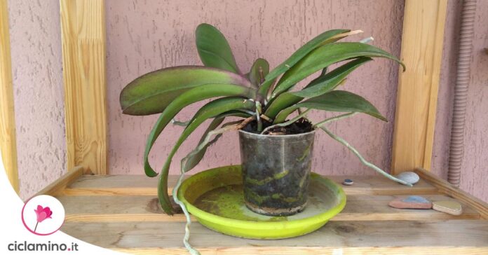 orchidea-secca-inverno