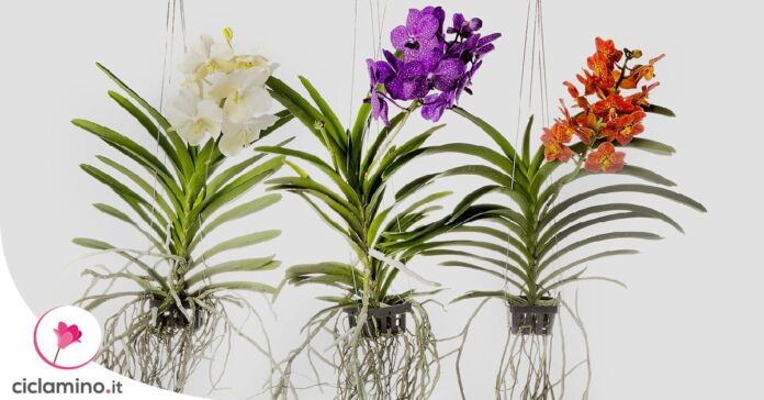 orchidea-vanda