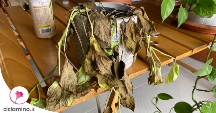pothos-foglie-secche
