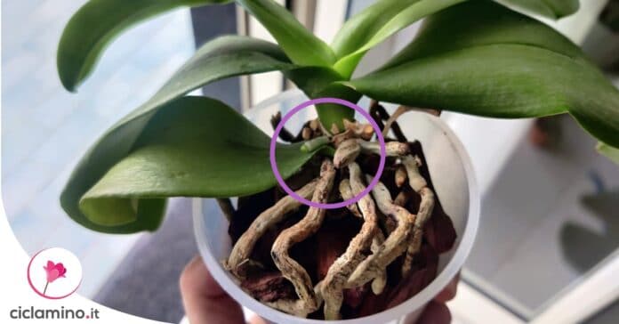 radice-o-stelo-orchidea