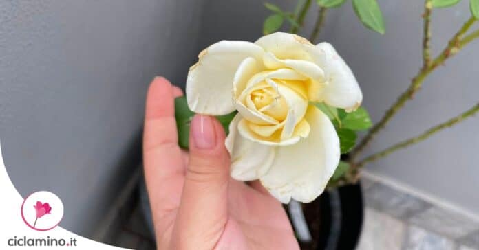 rose-fioriscono-in-inverno